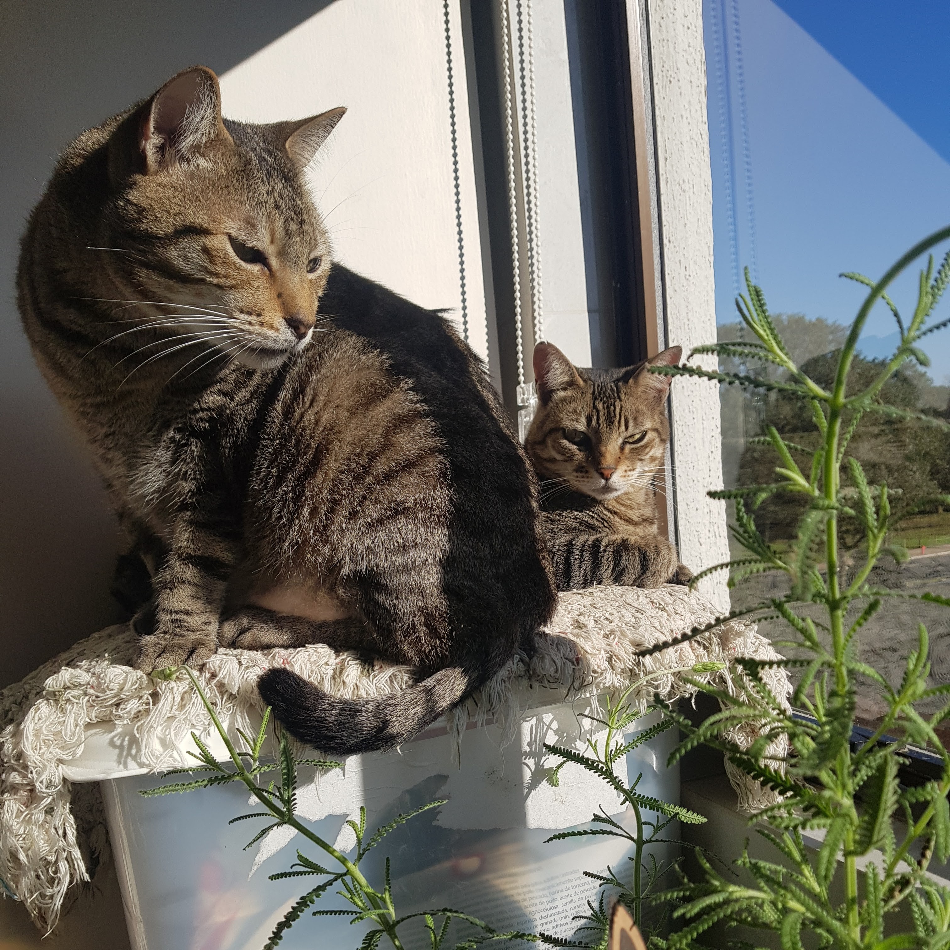 Adoradores do sol