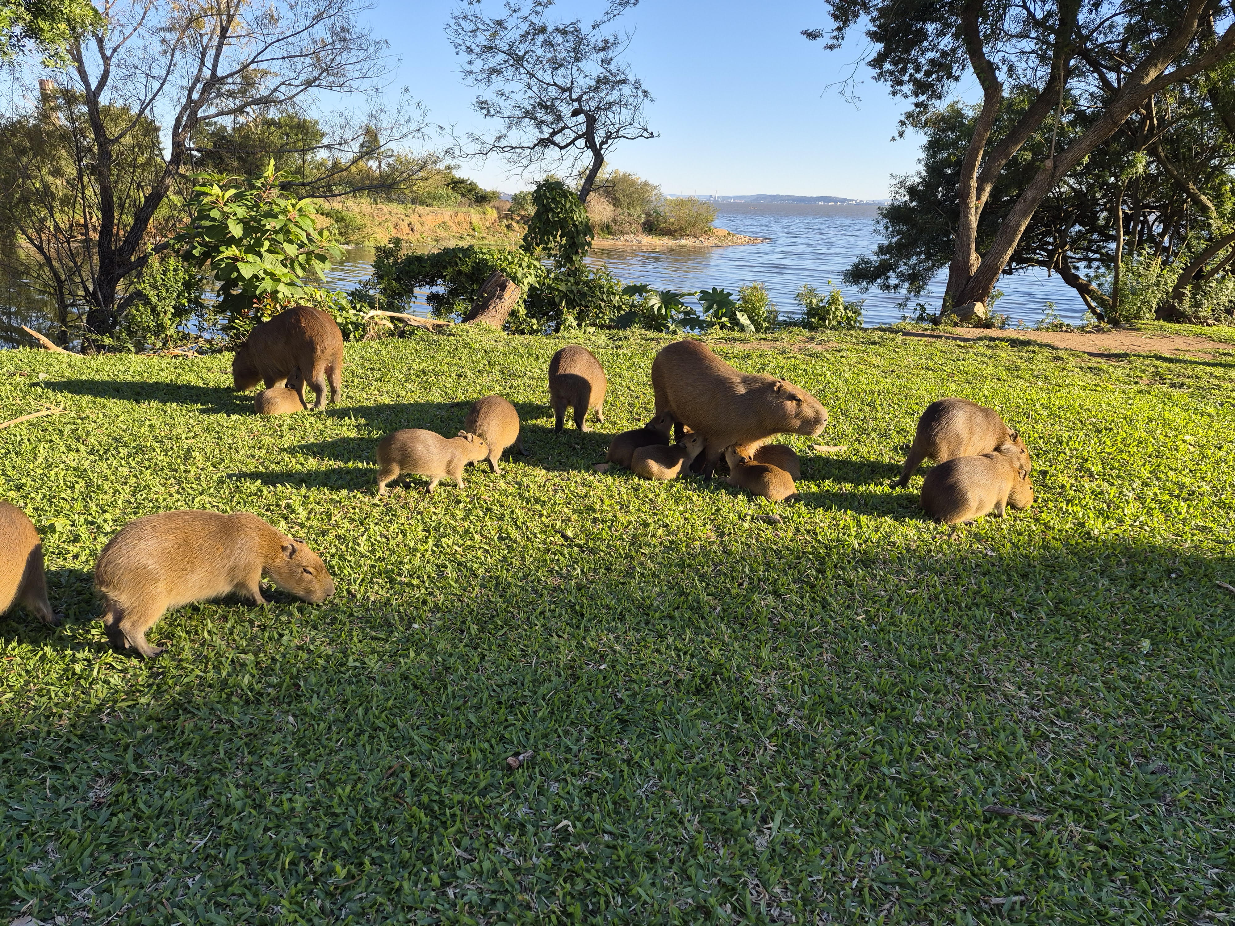 FAMILIAS DE ANIMAIS SILVESTRES (CAPIVARAS) AO SOL DO INVERNO NA ORLA DO GUAÍBA